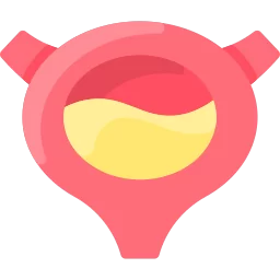 bladder